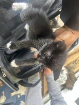 A656732 -  Domestic Medium Hair Cat Available for Adoption in Houston, Texas - A656732 | PetCurious