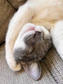 Blue -  American Shorthair Cat for Adoption in Hagaman, New York - Blue | PetCurious
