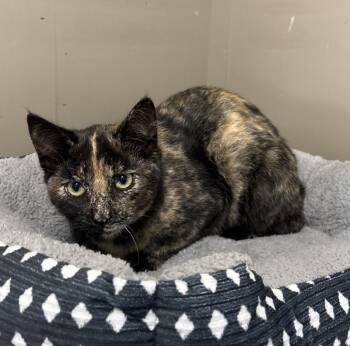 Domestic Short Hair Cats Available for Adoption - Angel | PetCurious