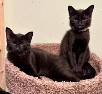 Domestic Short Hair Cats Available for Adoption - Tinsel | PetCurious