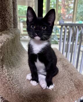 King -  Domestic Short Hair Cat for Adoption in Greensboro, North Carolina - King | PetCurious