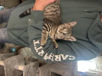 Rescue Domestic Short Hair Cats for Adoption in Marlette, Michigan - Stripe | PetCurious