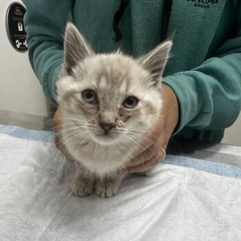 Linus -  Siamese Cat for Adoption in Ashland, Oregon - Linus | PetCurious