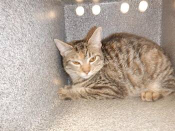 PINA -  Domestic Short Hair Cat for Adoption in San Jose, California - PINA | PetCurious