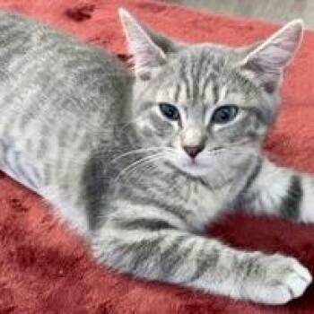 Manic Monday -  Domestic Short Hair Cat for Adoption in Atlanta, Georgia - Manic Monday | PetCurious