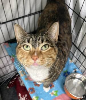 Glowie -  Domestic Short Hair Cat for Adoption in Mokena, Illinois - Glowie | PetCurious
