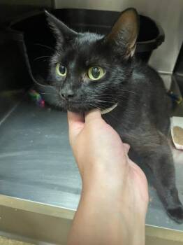 Twilight -  Domestic Short Hair Cat for Adoption in Vancouver, Washington - Twilight | PetCurious