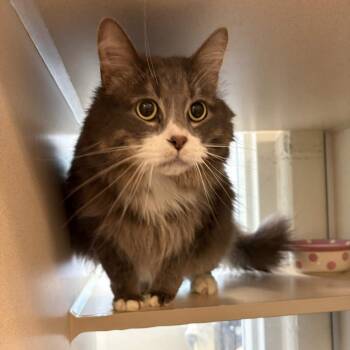Domestic Long Hair Cats Available for Adoption in Gloucester, Virginia - Jasper Aka Jazzy Bear | PetCurious