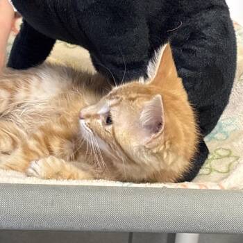 Smiley -  Domestic Short Hair Cat for Adoption in Denver, Colorado - Smiley | PetCurious