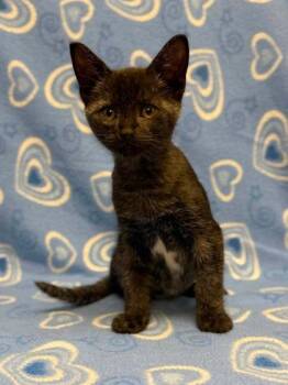 Boo -  Domestic Short Hair Cat for Adoption in Visalia, California - Boo | PetCurious