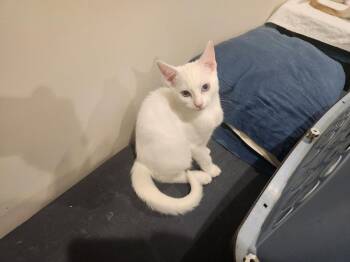 Angel -  Domestic Short Hair and Siamese Cat for Adoption in Morgan Hill, California - Angel | PetCurious