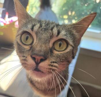 Chocolat -  Domestic Short Hair Cat for Adoption in Evans, Georgia - Chocolat | PetCurious