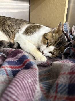 Domestic Short Hair Cats Available for Adoption in Broomfield, Colorado - BERTRAM | PetCurious