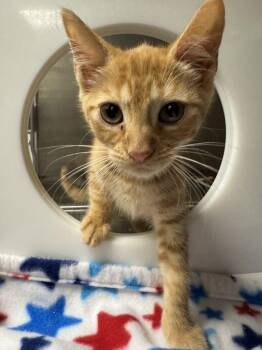 Circus -  Domestic Short Hair Cat for Adoption in Hilton Head Island, South Carolina - Circus | PetCurious