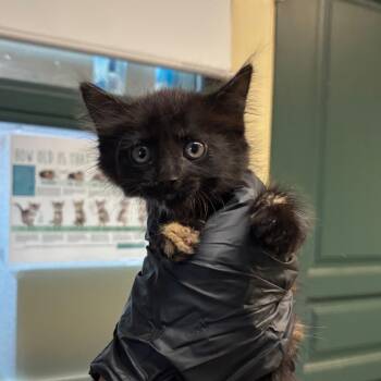 Pebble -  Domestic Medium Hair Cat for Adoption in Pasadena, California - Pebble | PetCurious