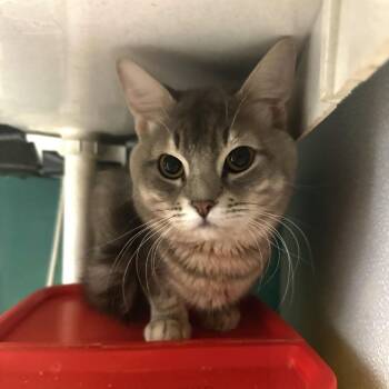 Domestic Short Hair Cats Available for Adoption - Gnocchi | PetCurious