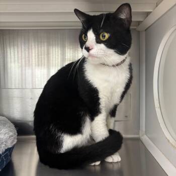 Domestic Short Hair Cats Available for Adoption - Cow | PetCurious
