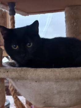 Buffy -  Domestic Short Hair Cat for Adoption in Cromwell, Kentucky - Buffy | PetCurious