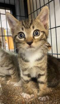 Milo -  Domestic Short Hair Cat for Adoption in Lockhart, Texas - Milo | PetCurious