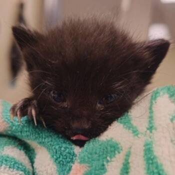 Polka -  Domestic Short Hair Cat for Adoption in Lynchburg, Virginia - Polka | PetCurious