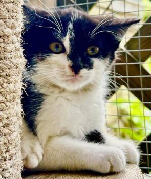 Peppa -  Domestic Short Hair Cat for Adoption in Franklin, West Virginia - Peppa | PetCurious