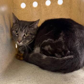 Hayden -  Domestic Short Hair Cat for Adoption in Philadelphia, Pennsylvania - Hayden | PetCurious