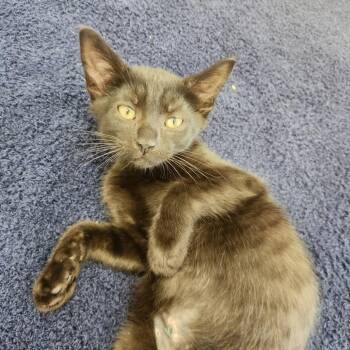 Chad -  Domestic Short Hair Cat for Adoption in Brockton, Massachusetts - Chad | PetCurious