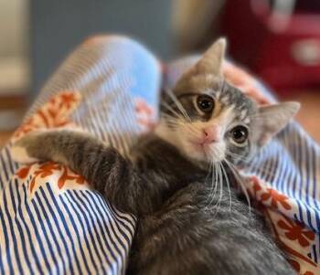 Domestic Short Hair Cats Available for Adoption in Magnolia, Texas - Mohawk | PetCurious