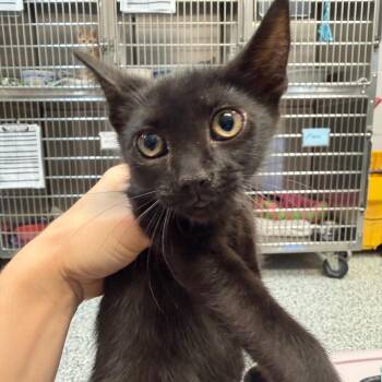 0992-C26 -  Domestic Short Hair Cat for Adoption in Port Charlotte, Florida - 0992-C26 | PetCurious