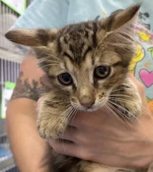 ARBOL -  Domestic Short Hair Cat for Adoption in Pensacola, Florida - ARBOL | PetCurious