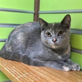 BLONDA -  Domestic Short Hair Cat for Adoption in St. Peters, Missouri - BLONDA | PetCurious