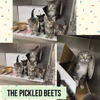 Sweet Potato -  Domestic Short Hair Cat for Adoption in Wheeling, Illinois - Sweet Potato | PetCurious