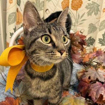 Rescue Domestic Short Hair Cats for Adoption in Evansville, Indiana - Etsy | PetCurious