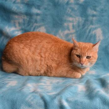 Zeke -  Domestic Short Hair Cat Available for Adoption in Eureka, California - Zeke | PetCurious