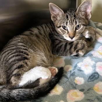 Rescue Domestic Short Hair Cats for Adoption in Margate, Florida - Jack | PetCurious