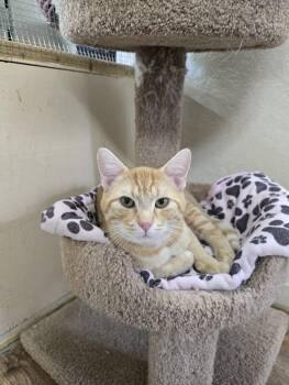 Pepe -  Domestic Short Hair Cat for Adoption in Prineville, Oregon - Pepe | PetCurious