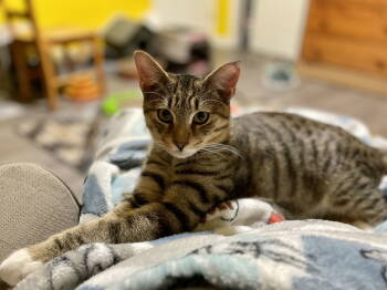 Rescue Domestic Short Hair Cats for Adoption in Greenwich Township, New Jersey - Tip Toe (with Abe) | PetCurious