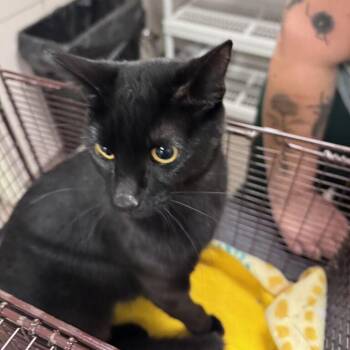Mabel -  Domestic Short Hair Cat for Adoption in Chicago, Illinois - Mabel | PetCurious