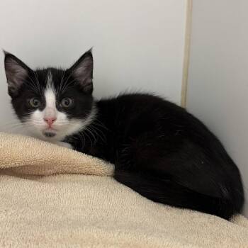 Lois (bonded w/ Kara) -  Domestic Short Hair Cat for Adoption in Oakland, California - Lois (bonded W/ Kara) | PetCurious
