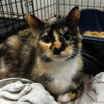 Domestic Short Hair Cats Available for Adoption in Gadsden, Alabama - Lilac | PetCurious