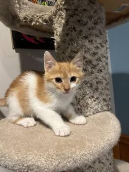 Prometheus -  Domestic Short Hair Cat for Adoption in Emerald Isle, North Carolina - Prometheus | PetCurious
