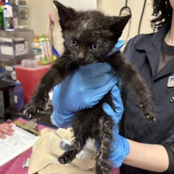 Xaden -  Domestic Short Hair Cat for Adoption in Tempe, Arizona - Xaden | PetCurious