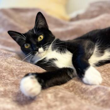 Rescue Domestic Short Hair Cats for Adoption - Idaho | PetCurious