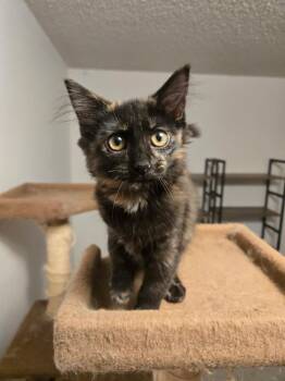 Abigail -  Tortoiseshell Cat for Adoption in Pasco, Washington - Abigail | PetCurious