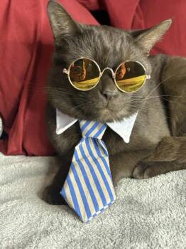 Domestic Short Hair Cats Available for Adoption - Chester Purrsalot | PetCurious