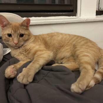 Domestic Short Hair Cats Available for Adoption in Chicago, Illinois - Garlic | PetCurious