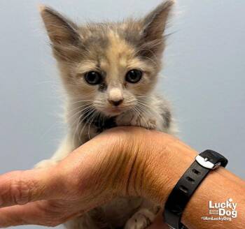 Autumn -  Domestic Short Hair Cat for Adoption in Washington, District Of Columbia - Autumn | PetCurious