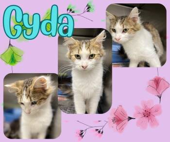 Rescue Domestic Medium Hair Cats for Adoption in Hopkinsville, Kentucky - Gyda | PetCurious