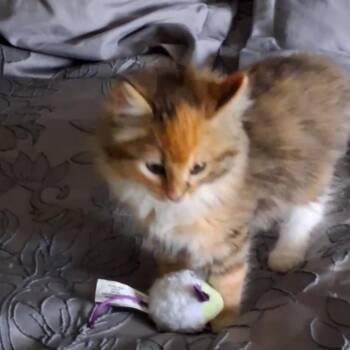 Mickey D -  Domestic Long Hair Cat for Adoption in Cartersville, Georgia - Mickey D | PetCurious