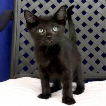 Louis -  Domestic Long Hair Cat for Adoption in Fort Davis, Texas - Louis | PetCurious